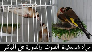 مراد قسنطينة يقدم فيديو يشرح فيه كيفية تزاوج طائر الحسون بعدة اناث في آن واحد 2022