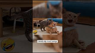 my mood swings 😁😁 #cat #funny #cute #memes #trendingshorts #trendingmemes #viralmemes #funnyshorts