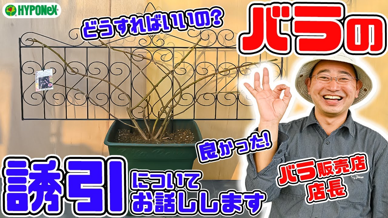 バラ🌹どうすればいいの?【バラの誘引】についてお話しします【高木大輔さん】