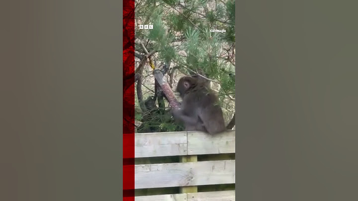 Escaped monkey spotted in Scottish Highland village. #Highlands #BBCNews #Shorts