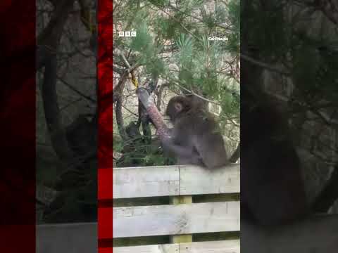 Escaped monkey spotted in Scottish Highland village. #Highlands #BBCNews #Shorts