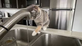 A kitten investigates a faucet