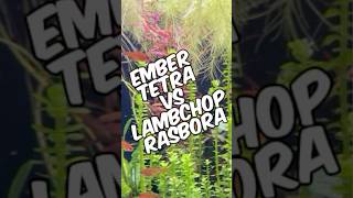 A Quick Ember Tetra Vs Lambchop Rasbora Comparison For Nano Tank Stocking Options!