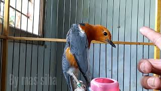 Download Lagu Anis Teler gaya doyong setelah di tarik paruhnya MP3