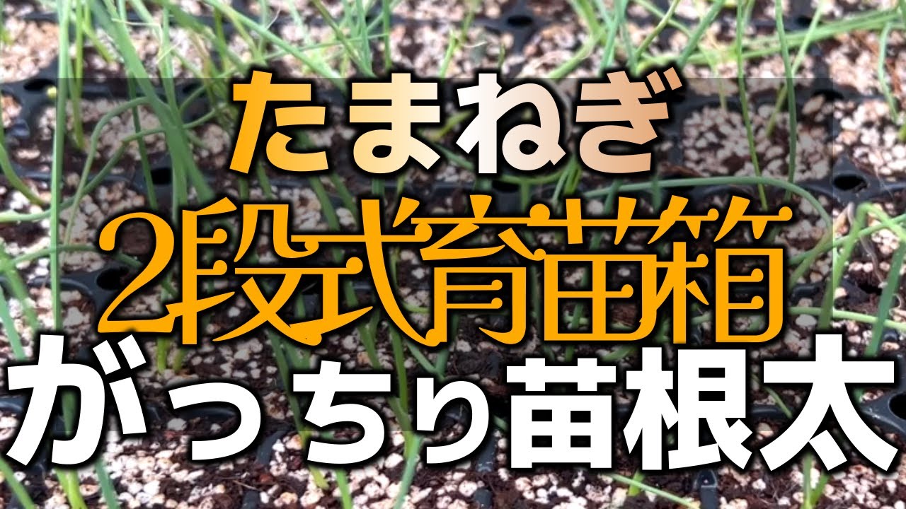 【たまねぎ種まき】ガッチリ苗が育つ!!２段式育苗箱の作り方と育苗方法