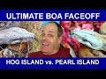 Ultimate Boa Faceoff: HOG ISLAND vs PEARL ISLAND (Battle of the ISLAND BOAS)!