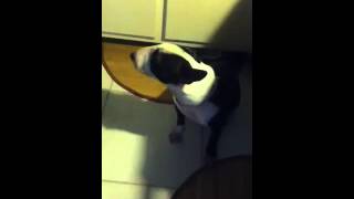 Panda The Brindle Bull Terrier