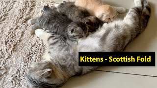 Mommy Cat Feeding Hungry Cute Kittens - Scottish Fold by Dennis Zill 246 views 3 years ago 4 minutes, 19 seconds