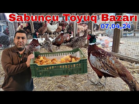 Sabunçu Toyuq Bazarı 7 aprel 2024 0503303013,0507981133,0506751756,0557848534,0778000013,0507809001