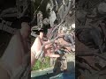 Opel Omega B, мы в Макс
