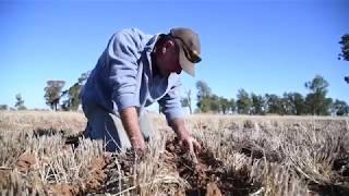 Lawson Grains - Environments
