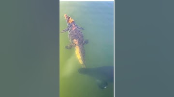 Loài cá nước ngọt lớn nhất thế giới #thegioidongvat #shorts