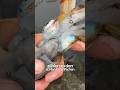 Kalmar richtig vorbereiten: Betäuben, ausnehmen, säubern (Schritt für Schritt Anleitung) #angeln