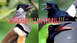 masteran kutilang full isian MP3