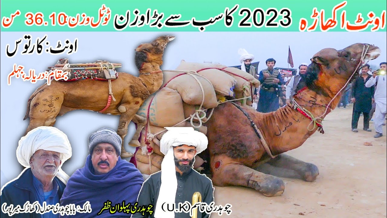 Camel Weightlifting 2023 | Wazan 36.10 Mann | baba Ch Sandal Kharak Mirpur | kartoos
