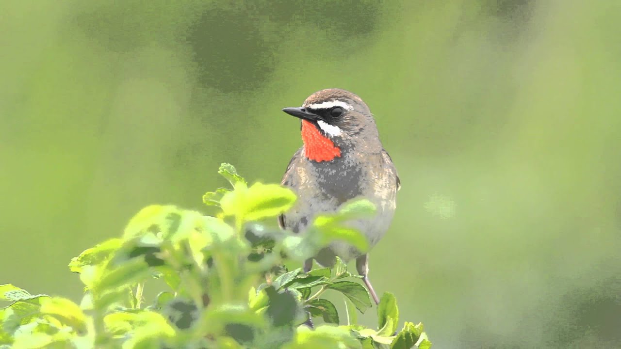 ♪鳥くん野鳥動画（北海道・別海町）ノゴマ♂囀り　Siberian Rubythroat male singing - YouTube
