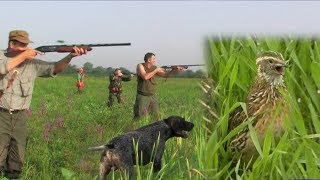 Hunting Serbia - Quail Hunting | Quaglia di caccia | Lov na prepelice Provo