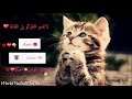 امل تألقا ورتقا مثل النجوم محلقا في وسط قلبن بلهمومي تمزقاا