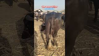 सांगोला म्हैस बाजार #viral #shortsvideo #शेतकरी #milk #dairy #bazar #buffalo #म्हैसबाजार #shorts