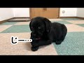噛んで大丈夫か見てくるラブラドールレトリバー子犬 -Labrador puppy is See if you can chew-