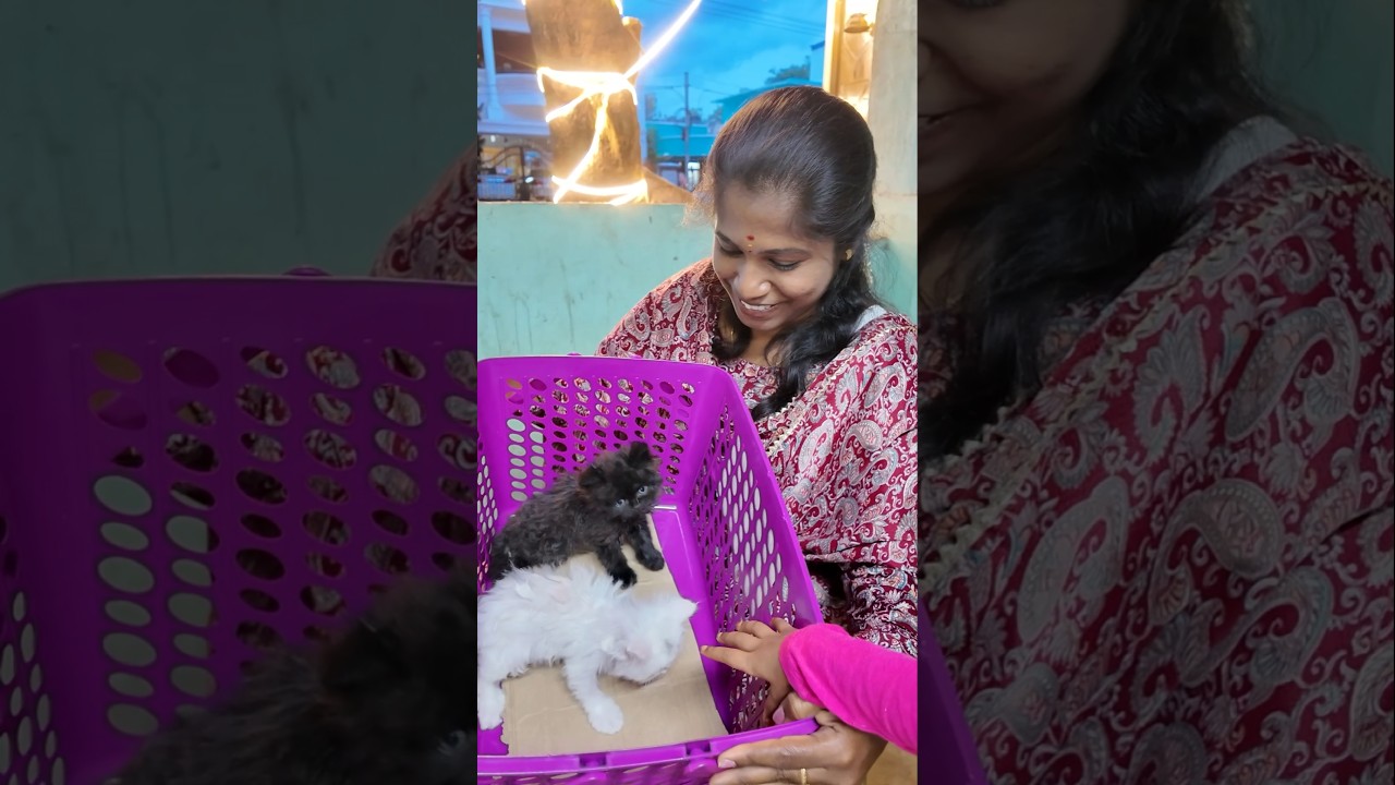 Luna & Lucy-க்கு Hospital Visit 🥹🐱 என்ன சொன்னார் Doctor? ❤️ #shorts #cats #vlog