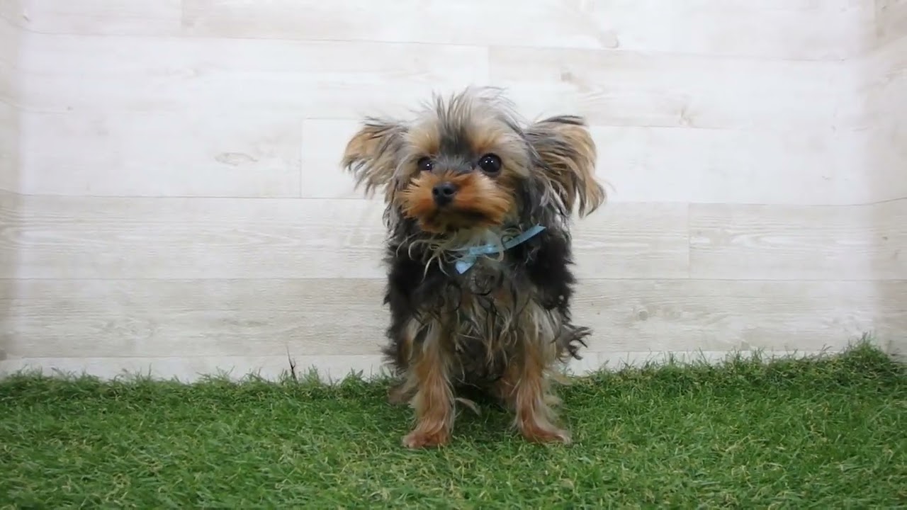 Coo&RIKU No00741930 ヨークシャーテリア - YouTube