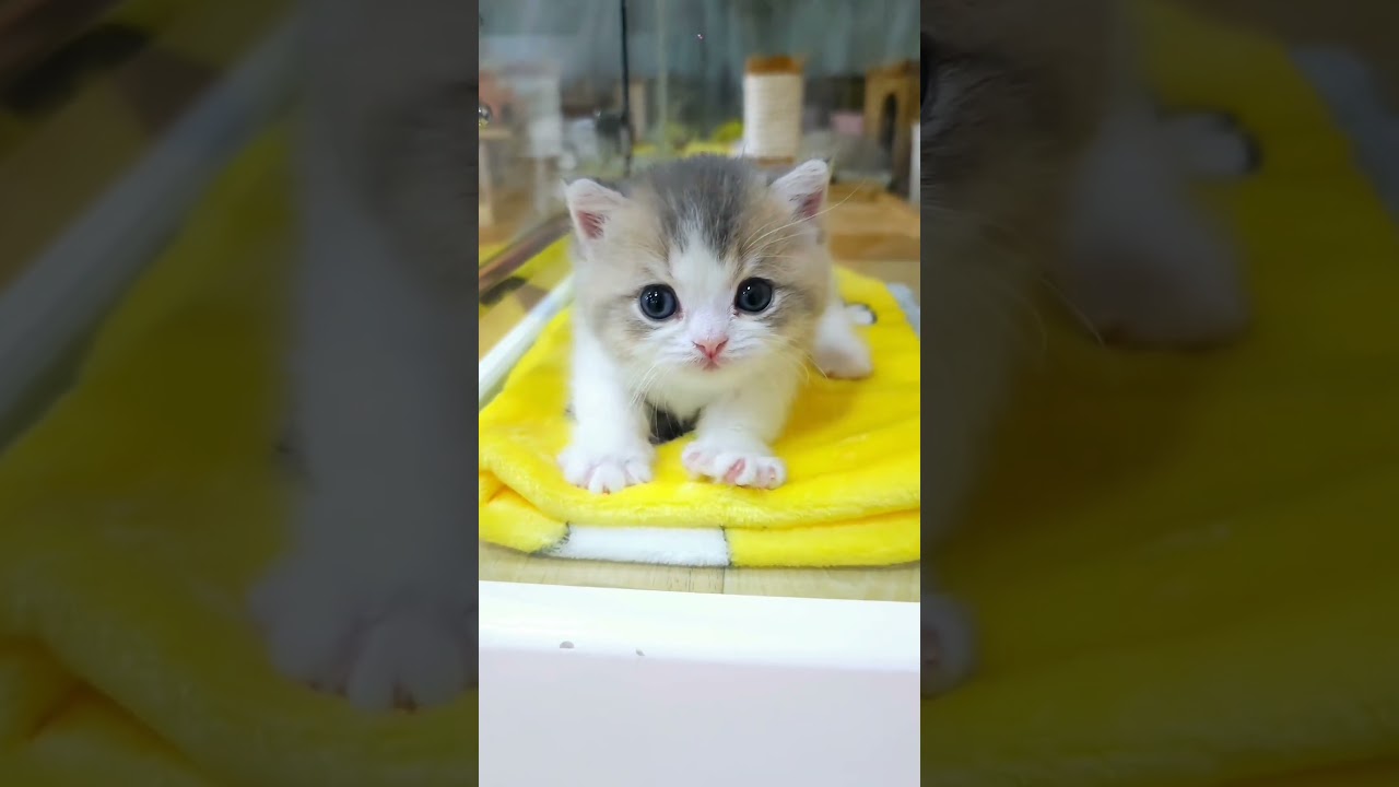 Cat Craze: Going Viral with Whisker Wonderland! 