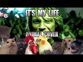 Bon Jovi - It's My Life (Animal Cover)