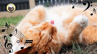 Music to Please Cats  Cat Purring Sound and Piano Music for Cats