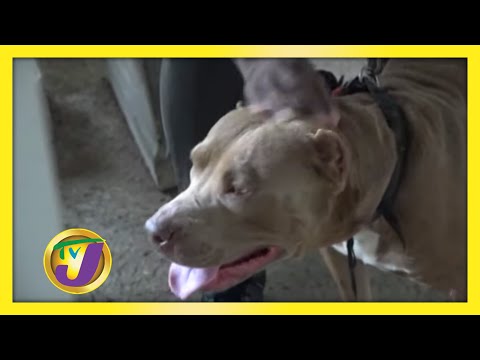 Will The New Dog Act Have more Teeth: TVJ All Angles