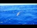 沖縄カジキマグロ釣り150ｋｇ★トローリング★2011年7/27クレーンズ