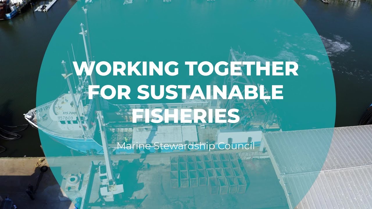 Working Together for Sustainable Fisheries | Marine Stewardship Council | Tomorrow's Catch