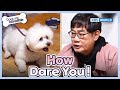 How dare you!😠 [Dogs Are Incredible : EP.213-2] | KBS WORLD TV 240402