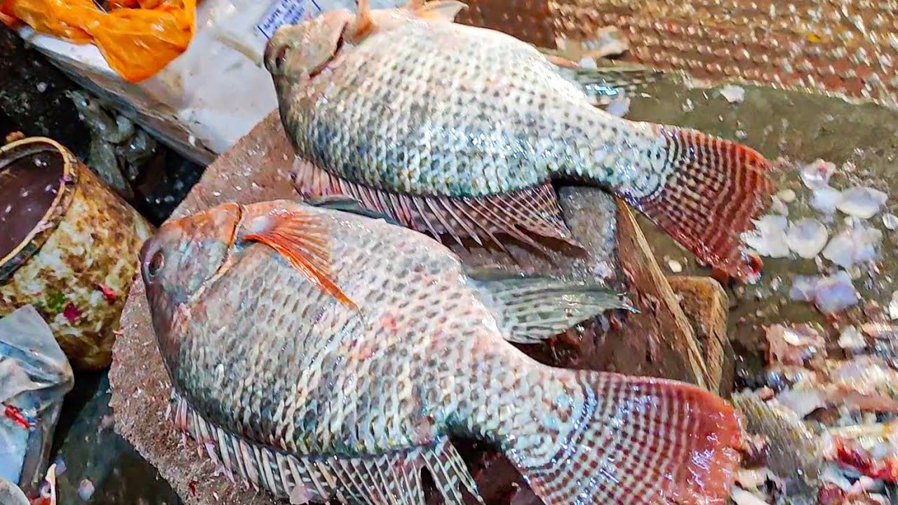 Amazing Tilapia Fish Cutting | Live Big Tilapia Fish Cutting By Expert Fish Cutter