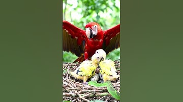 Parrot screams to protect Its chicks from snake in the nest!