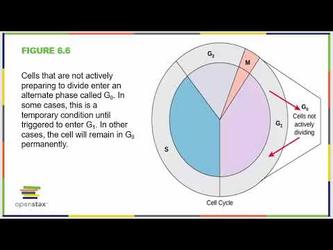 Chapter Six OpenStax Concepts of Biology - YouTube