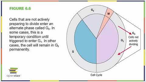 Chapter Six OpenStax Concepts of Biology