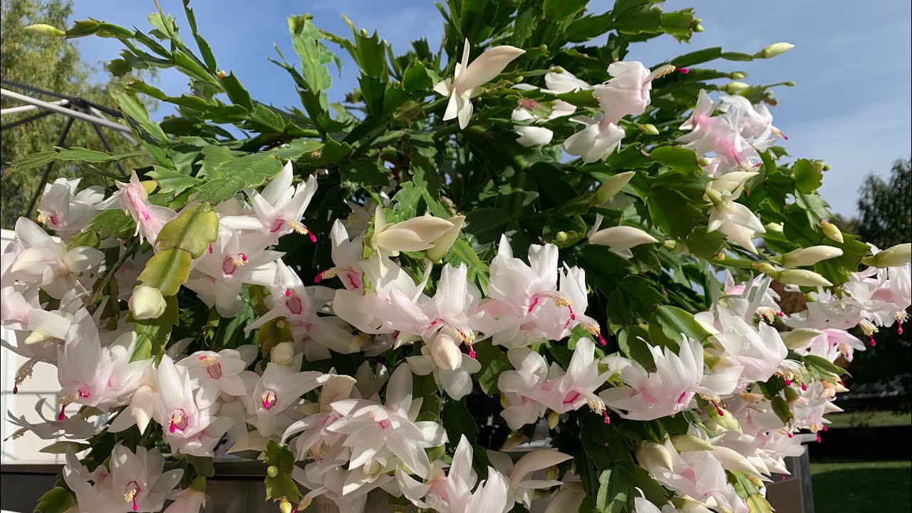 FLOR DE MAIO :VEJA OQUE FIZ PRA FLORIR TANTO