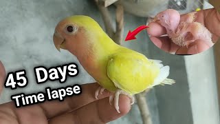 Baby Lovebird Growth Stages|Chick 45 Days Time Lapse