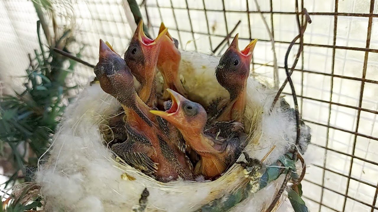 فيديو حصري بتاريخ ٧ / ٧ / ٢٠٢٢ لأعشاش الحسون داخل السلاكة