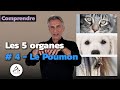 Le poumon en mdecine chinoise pour chats chiens et chevaux par jeanluc klein diplm en mtc