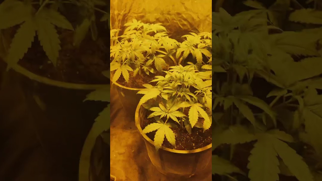 Seguimiento día 24 Souer Glue MedicalSeeds 🍀🍯 