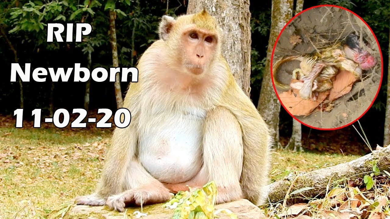BREAKING NEWS ! RIP !!! Million sad Briget give birth no success, Poor newborn monkey gone away
