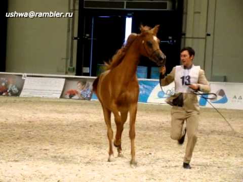 Видео: Першеронская лошадь