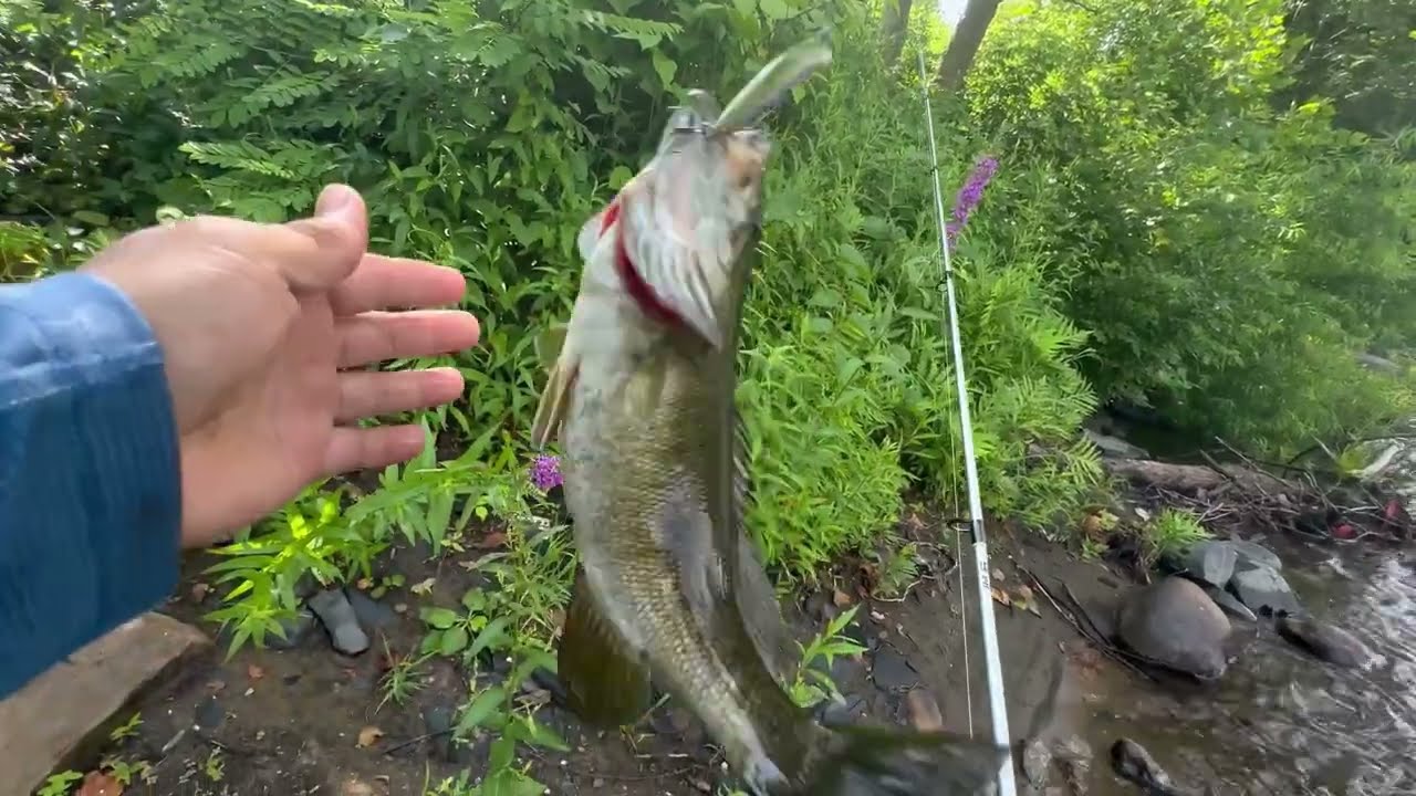 Jerk Bait Fishing For Smallmouth Bass On The LEHIGH RIVER