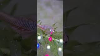 Triops Longicaudatus 🦐 😍 #triops #aquarium #seamonkeys #triopsgalaxy #TriopsGalaxy