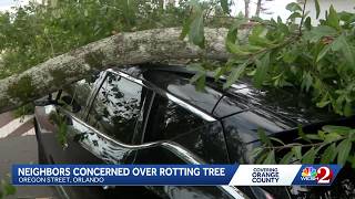 Orlando neighbors demand removal of rotting tree after it crushes a car
