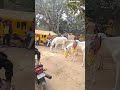 Sonpur Mela घोड़ों का बाजार Funny Moment #vlog #sonpur #sonpurmelavlog #funny #viral #trending #life