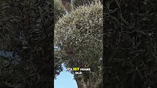 Rare Plants on Boulevard  157 Year Old Olive Tree & More! #travel #wow #baku #fypシ゚viral