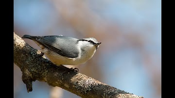 Adding AF fluorophores to the library